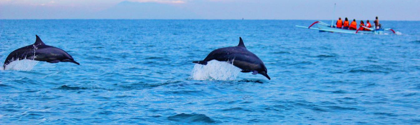 Avistamiento de delfines en el mediterráneo