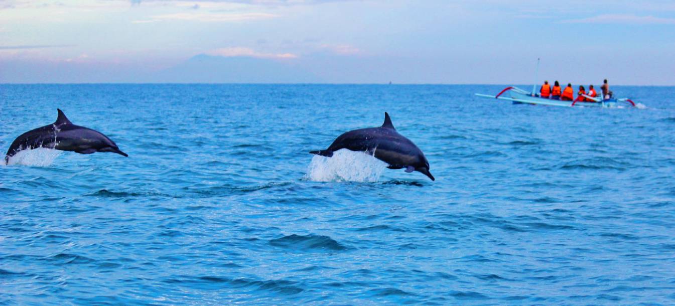Navegar y avistar delfines en el Mediterráneo