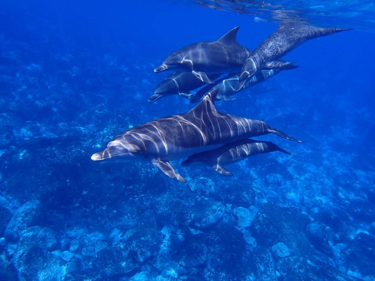 Delfines en el Mediterráneo