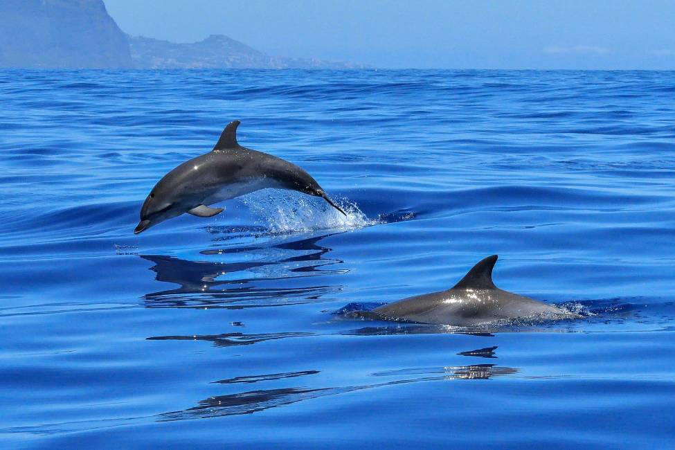 Avistamiento de delfines en el Mediterráneo
